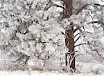 Snow covered forest