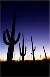 Evening view of cactuses in desert