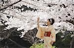 Femme dedans ' Kimono ' toucher les fleurs de cerisiers en fleurs