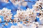 Fleurs de prune blanches fleurs