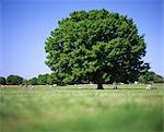 Tree in the middle of a field