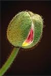 Budding Iceland Poppy