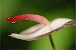 Flamingo Lily
