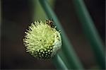 Bee on Scallion Flower