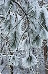 Branches d'arbre de pin recouvert de glace