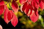 Red leafs