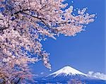 Cherry blossoms with Mt. Fuji in background