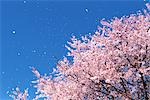 Cherry blossoms