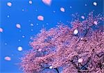 Cherry blossoms in the wind