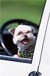 Dog In Car