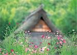 Fleur Cosmos avec vieille maison japonaise en arrière-plan