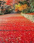 Herbst-Szene mit rote Blätter