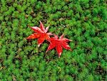 Rot-Ahorn Blätter auf grün Moos