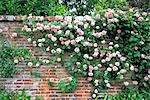 Brick Wall Covered With Pink Roses