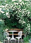 White Climbing Roses In A Garden