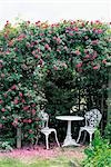 Pink Climbing Roses Over White Table And Chairs
