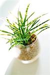 House Plant In A Glass Pot