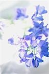 Gros plan de fleurs bleues