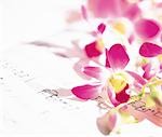 Pink Orchids On A Musical Score