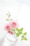 Pink Rose In A Glass Vase