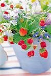 Wild Strawberries And Juneberries In A Blue Pot