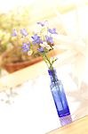Blaue Blüten In einer blauen Flasche