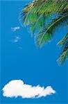 Palm Tree And White Cloud Against Blue Sky