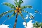 Coconuts On A Palm Tree