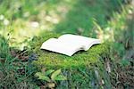 Book On A Mossy Stump