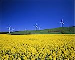 Field of Rapeseed and wind powered electric generators