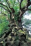 Jomonsugi Cedar Tree