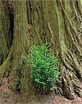 Redwood-Baum