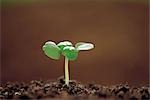 Plant de basilic en croissance