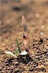 Growing Field Horsetail Bud