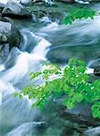 Brook in Forest