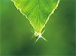 Leaf with Dew,Dripping