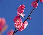 Japanische Pflaume (Ume) Blume