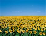 Field of Sunflowers