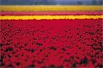 Field of Yellow and Red Flowers