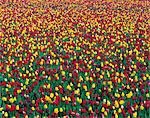 Bed of Colorful Flowers