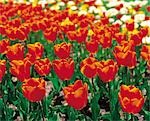 Lit de tulipes rouges