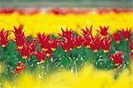 Lit de tulipes jaunes et rouges