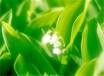 Lily of Valley