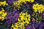 Yellow and Purple Pansy Flowers