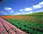 Rows of Colorful Flowers