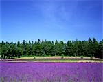 Champ de fleurs violettes