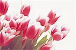 Pink Tulips