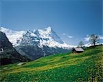 Field of Yellow Flowers,Small House,Snow-capped Mountains