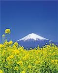 Rape Blossoms with Mt. Fuji