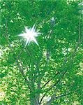 Lumière brillant à travers les Branches d'arbres